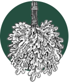 Venik